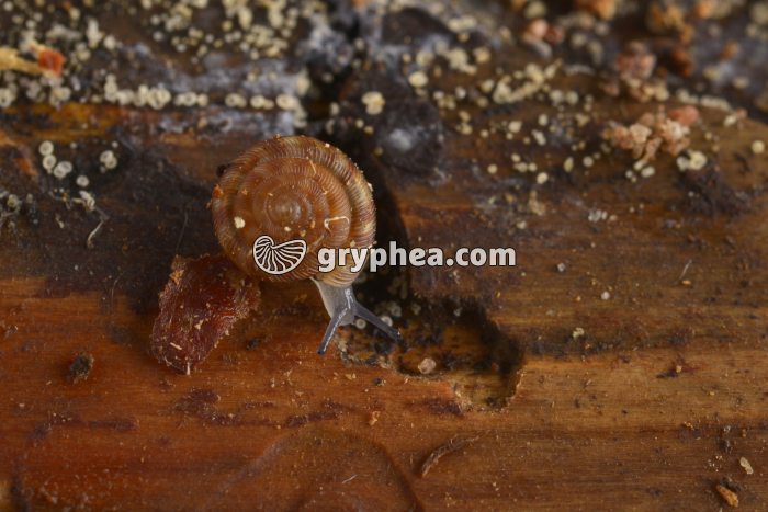 Gastéropode - gryphea.com